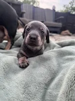 Jett (Blue&Cream), a male Miniature Dachshund for sale in Conneautville, PA – 1 of 2