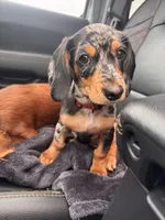 Abbie, a female Cavapoo and Dachshund for sale in Conneautville, PA – 1 of 4