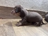 Lyric, a male Miniature Dachshund for sale in Conneautville, PA – 2 of 2