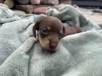 Niko, a male Miniature Dachshund for sale in Conneautville, PA – 2 of 4