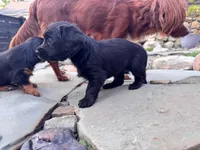 Ash, a female Cavapoo and Dachshund for sale in Conneautville, PA – 2 of 4