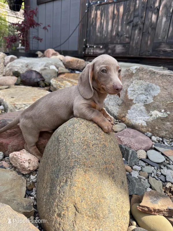Pluto – Dachshund, Miniature Dachshund puppy for sale in Conneautville, PA