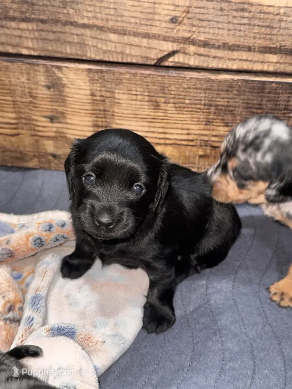 Ash – Cavapoo, Dachshund puppy for sale in Conneautville, PA