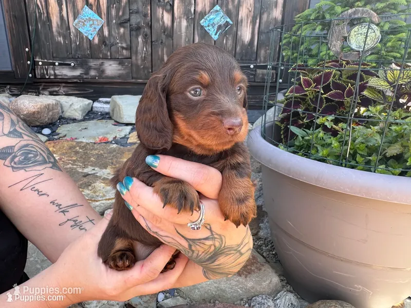Amie – Miniature Dachshund puppy for sale in Conneautville, PA