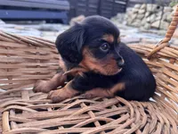 Rory, a female Cavapoo and Dachshund for sale in Conneautville, PA – 3 of 4