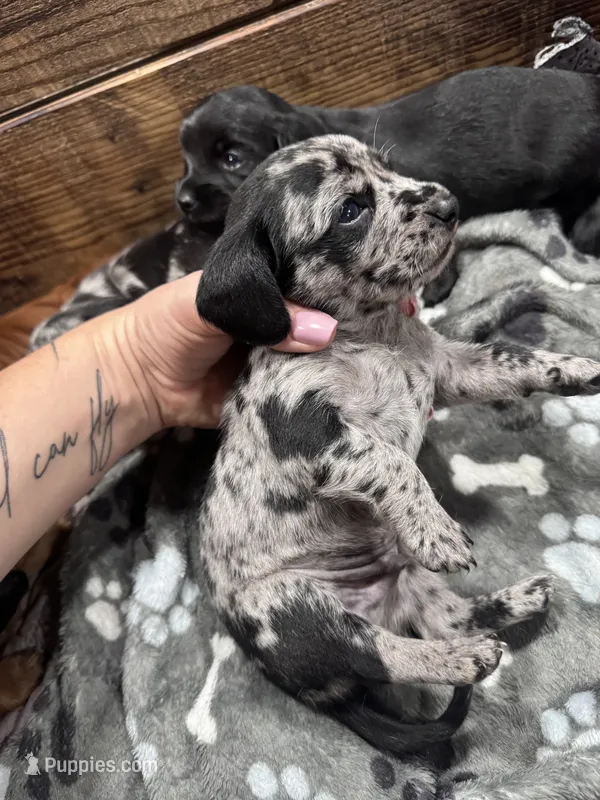 Rumi – Cavapoo, Dachshund puppy for sale in Conneautville, PA
