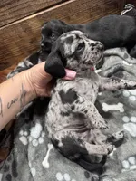 Rumi, a male Cavapoo and Dachshund for sale in Conneautville, PA – 1 of 7