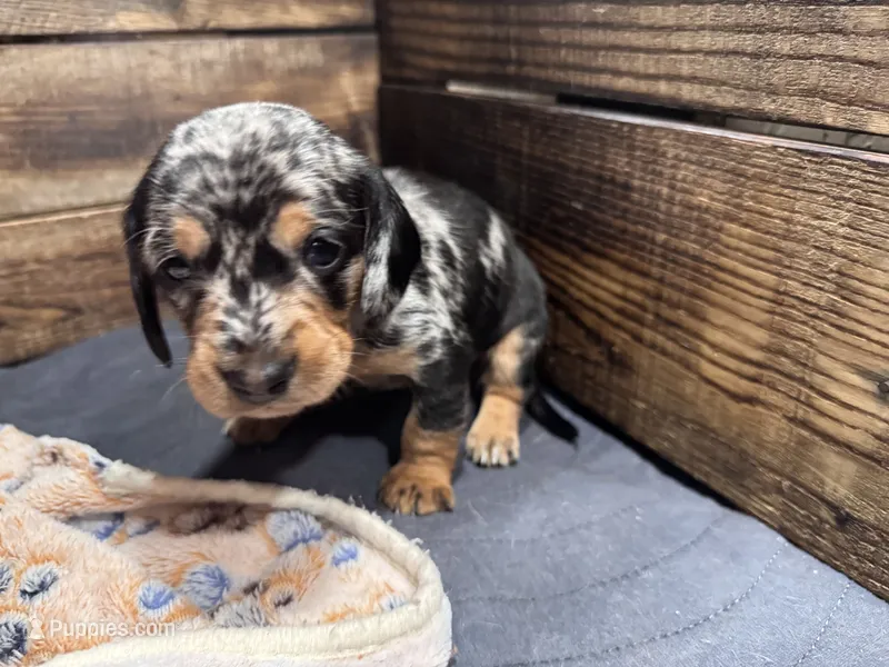 Wynn – Cavapoo, Dachshund puppy for sale in Conneautville, PA