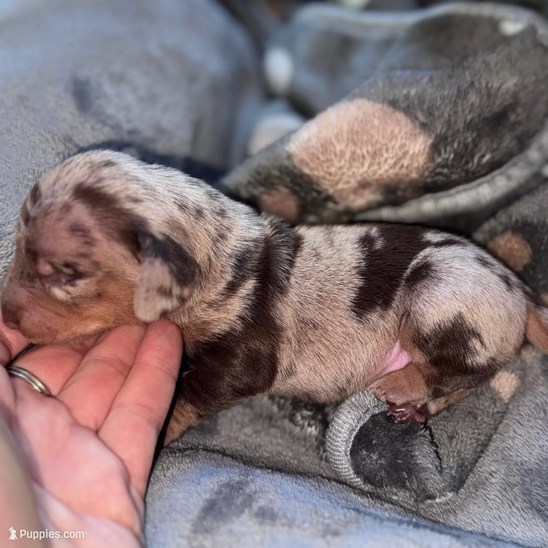 Boone – Dachshund, Miniature Dachshund puppy for sale in Conneautville, PA