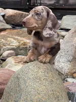 Boone, a male Dachshund and Miniature Dachshund for sale in Conneautville, PA – Photo 3 of 6