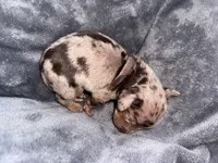 Boone, a male Dachshund and Miniature Dachshund for sale in Conneautville, PA – Photo 3 of 4