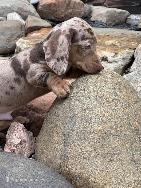 Boone – Dachshund, Miniature Dachshund puppy for sale in Conneautville, PA