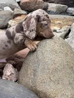 Boone, a male Dachshund and Miniature Dachshund for sale in Conneautville, PA – Photo 1 of 6