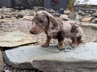 Boone, a male Dachshund and Miniature Dachshund for sale in Conneautville, PA – Photo 5 of 6