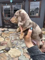 Boone, a male Dachshund and Miniature Dachshund for sale in Conneautville, PA – Photo 4 of 6