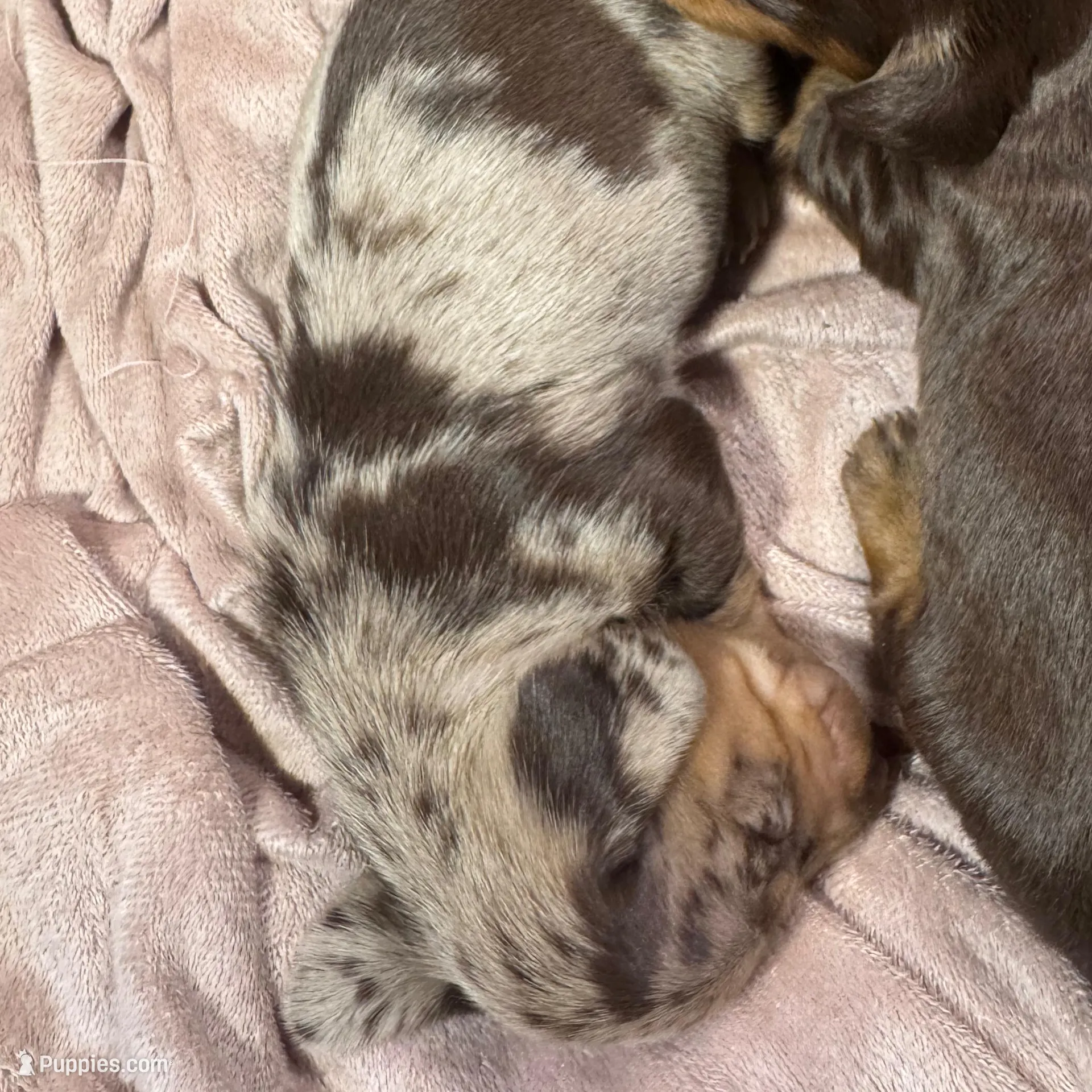 Boone – Dachshund, Miniature Dachshund puppy for sale in Conneautville, PA