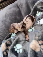 Boone, a male Dachshund and Miniature Dachshund for sale in Conneautville, PA – Photo 2 of 4