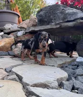 Wynn, a female Cavapoo and Dachshund for sale in Conneautville, PA – 4 of 7