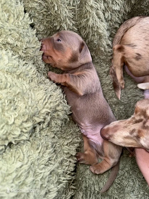 Neptune – Dachshund, Miniature Dachshund puppy for sale in Conneautville, PA