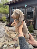 Neptune, a male Dachshund and Miniature Dachshund for sale in Conneautville, PA – Photo 3 of 3