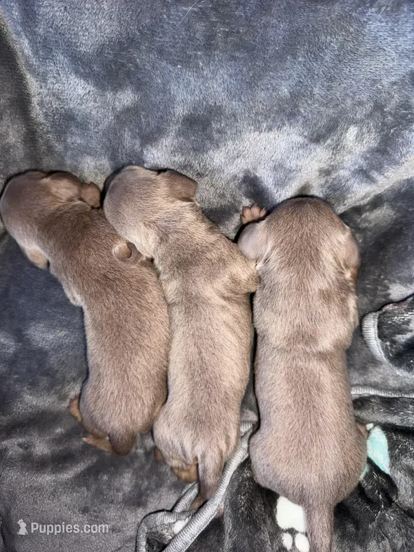 Neptune – Dachshund, Miniature Dachshund puppy for sale in Conneautville, PA