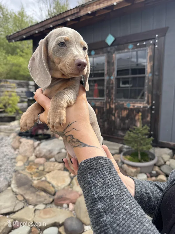 Neptune – Dachshund, Miniature Dachshund puppy for sale in Conneautville, PA