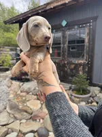 Neptune, a male Dachshund and Miniature Dachshund for sale in Conneautville, PA – Photo 1 of 3