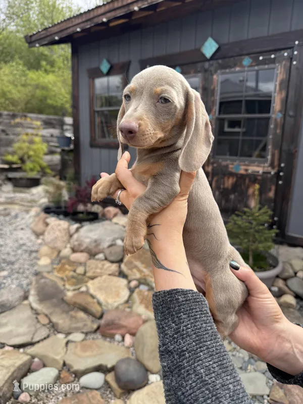 Neptune – Dachshund, Miniature Dachshund puppy for sale in Conneautville, PA