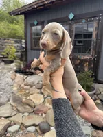 Neptune, a male Dachshund and Miniature Dachshund for sale in Conneautville, PA – Photo 2 of 3
