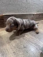 Sydney, a female Miniature Dachshund for sale in Conneautville, PA – 2 of 3