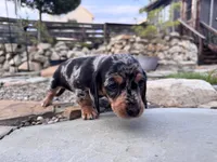 Wynn, a female Cavapoo and Dachshund for sale in Conneautville, PA – 3 of 3