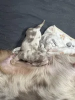 Champagne, a female Dachshund and Miniature Dachshund for sale in Conneautville, PA – Photo 2 of 4