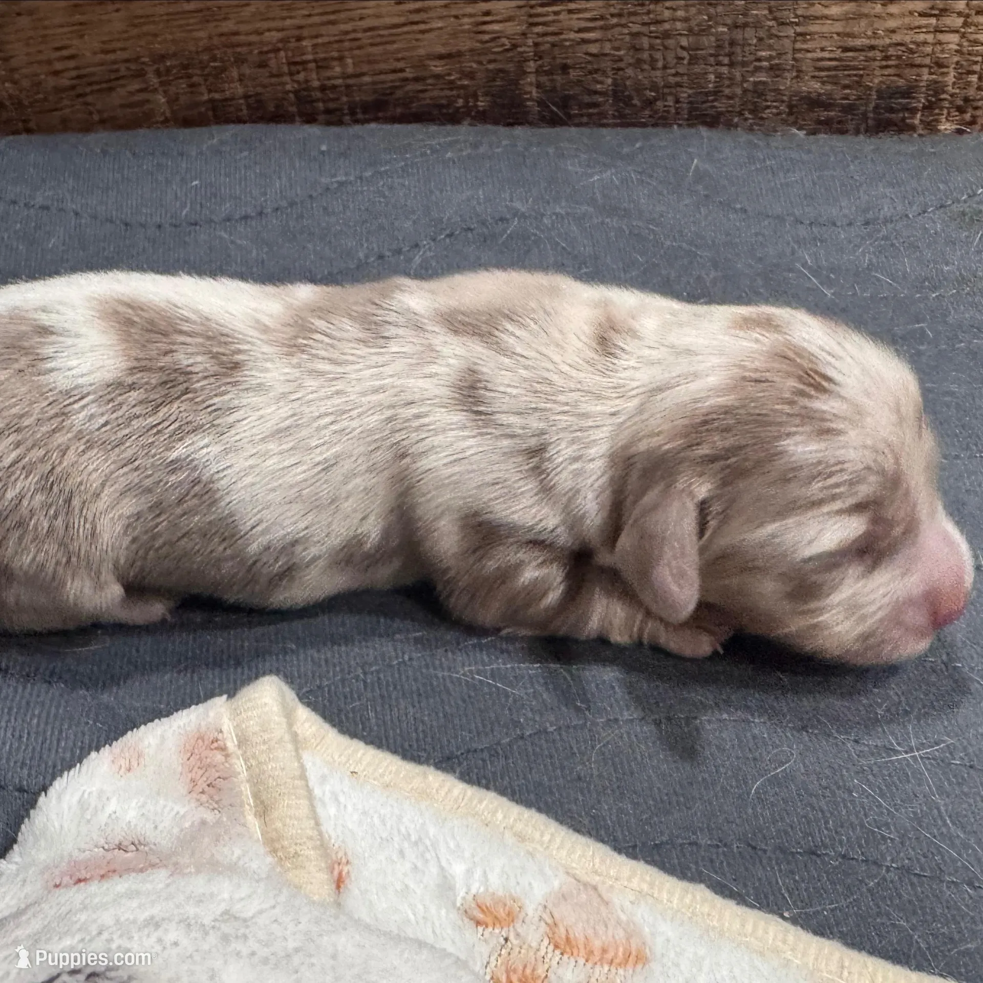 Champagne – Dachshund, Miniature Dachshund puppy for sale in Conneautville, PA
