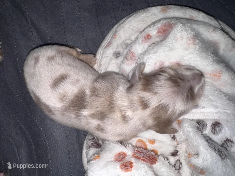 Champagne – Dachshund, Miniature Dachshund puppy on hold in Conneautville, PA