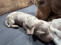 Champagne, a female Dachshund and Miniature Dachshund for sale in Conneautville, PA – Photo 3 of 4