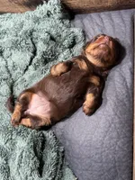 Amie, a female Miniature Dachshund for sale in Conneautville, PA – 3 of 3