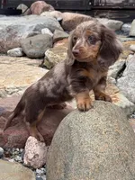 Bebe, a female Dachshund and Miniature Dachshund for sale in Conneautville, PA – Photo 2 of 3