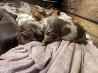 Bebe, a female Dachshund and Miniature Dachshund for sale in Conneautville, PA – Photo 3 of 6