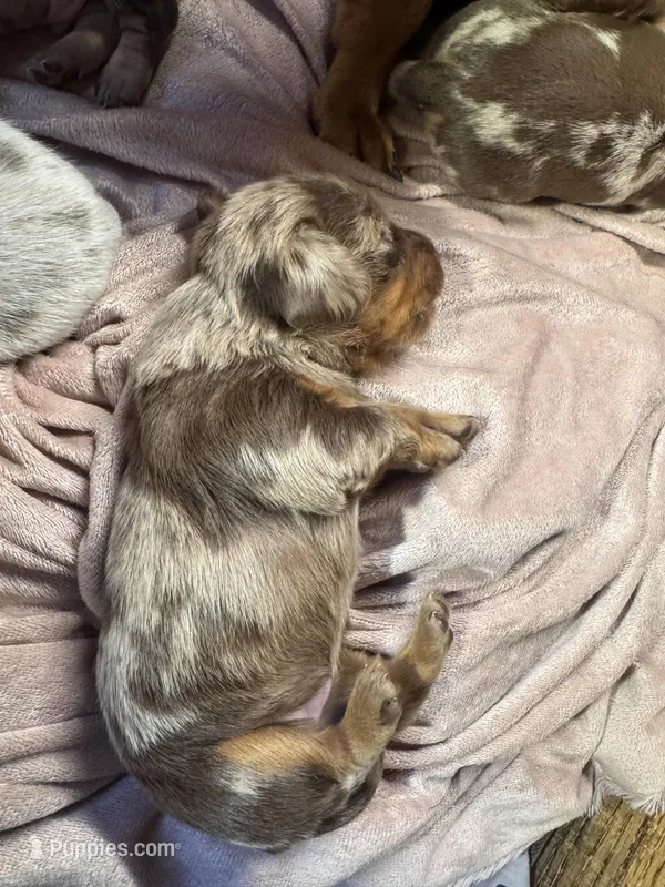 Bebe – Dachshund, Miniature Dachshund puppy for sale in Conneautville, PA