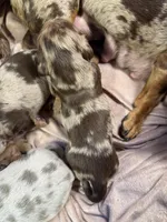 Bebe, a female Dachshund and Miniature Dachshund for sale in Conneautville, PA – Photo 6 of 6