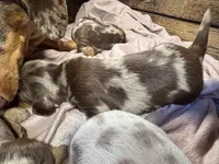 Bebe, a female Dachshund and Miniature Dachshund for sale in Conneautville, PA – Photo 5 of 6