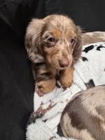 Bebe, a female Dachshund and Miniature Dachshund for sale in Conneautville, PA – Photo 3 of 3