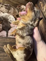 Bebe, a female Dachshund and Miniature Dachshund for sale in Conneautville, PA – Photo 2 of 6