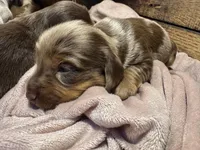 Bebe, a female Dachshund and Miniature Dachshund for sale in Conneautville, PA – Photo 4 of 6