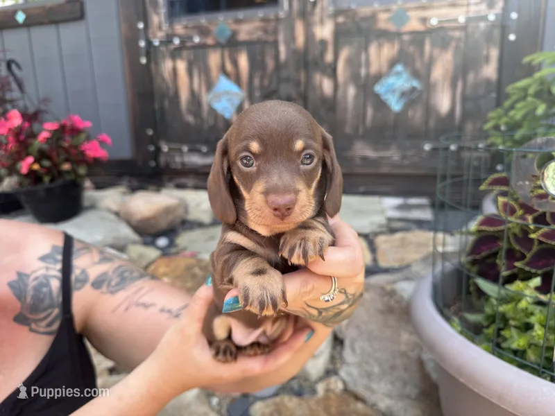 Lyric – Miniature Dachshund puppy for sale in Conneautville, PA