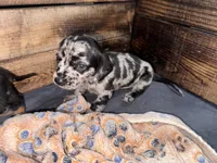 Rumi, a male Cavapoo and Dachshund for sale in Conneautville, PA – 3 of 7