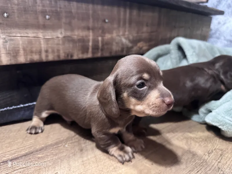 Lyric – Miniature Dachshund puppy for sale in Conneautville, PA