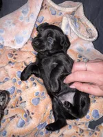 Ash, a female Cavapoo and Dachshund for sale in Conneautville, PA – 4 of 4