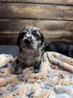 Rumi, a male Cavapoo and Dachshund for sale in Conneautville, PA – 4 of 7