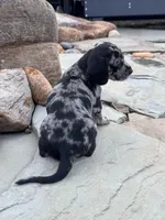 Rumi, a male Cavapoo and Dachshund for sale in Conneautville, PA – 4 of 7